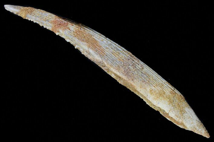 Hybodus Shark Dorsal Spine - Cretaceous #73114